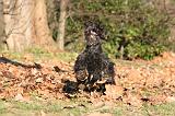 SCOTTISH TERRIER 108